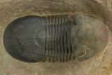 Paralejurus Trilobite Fossil - Atchana, Morocco #312795-1